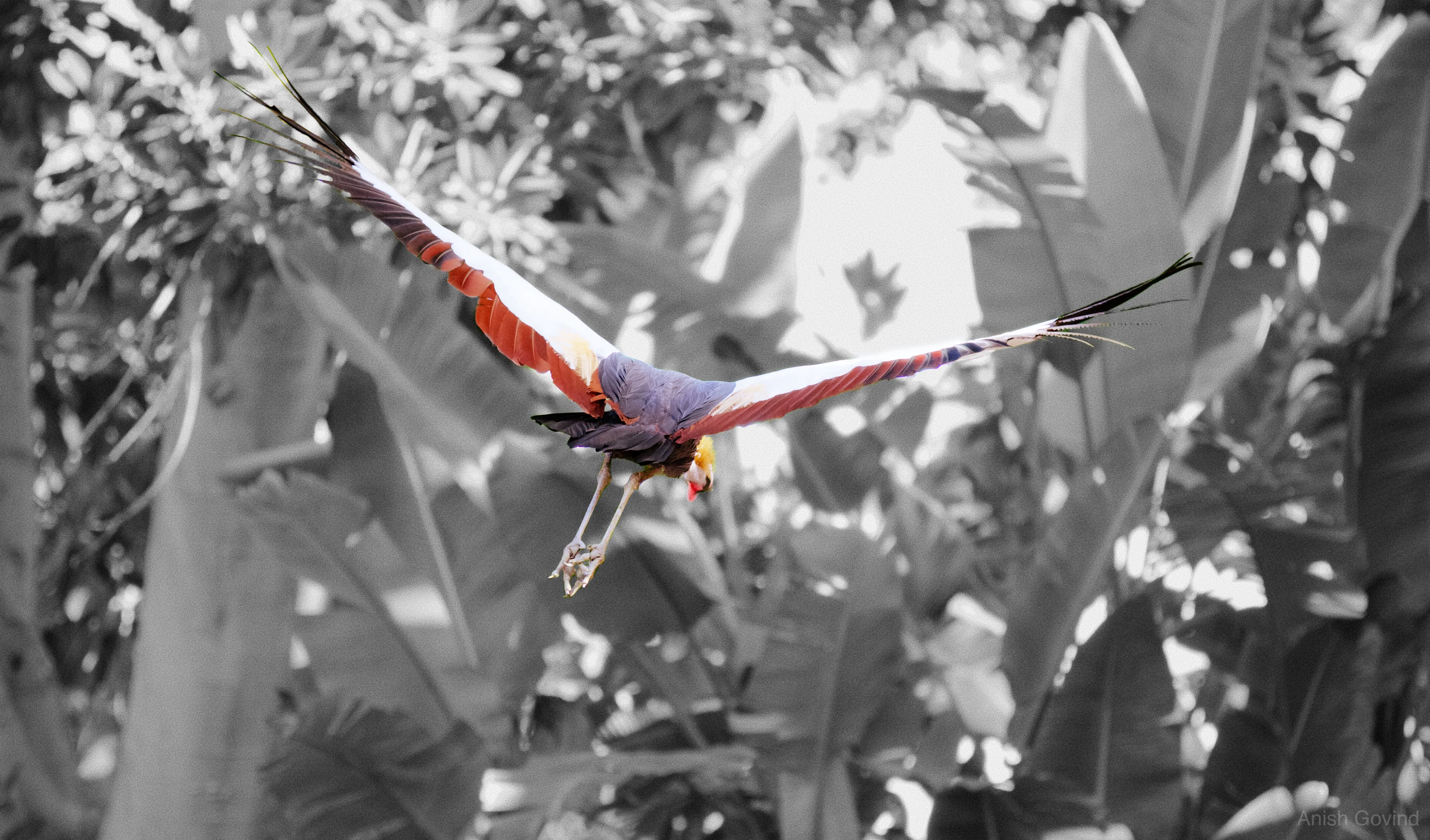 San Diego Safari/DSC_3840.jpg