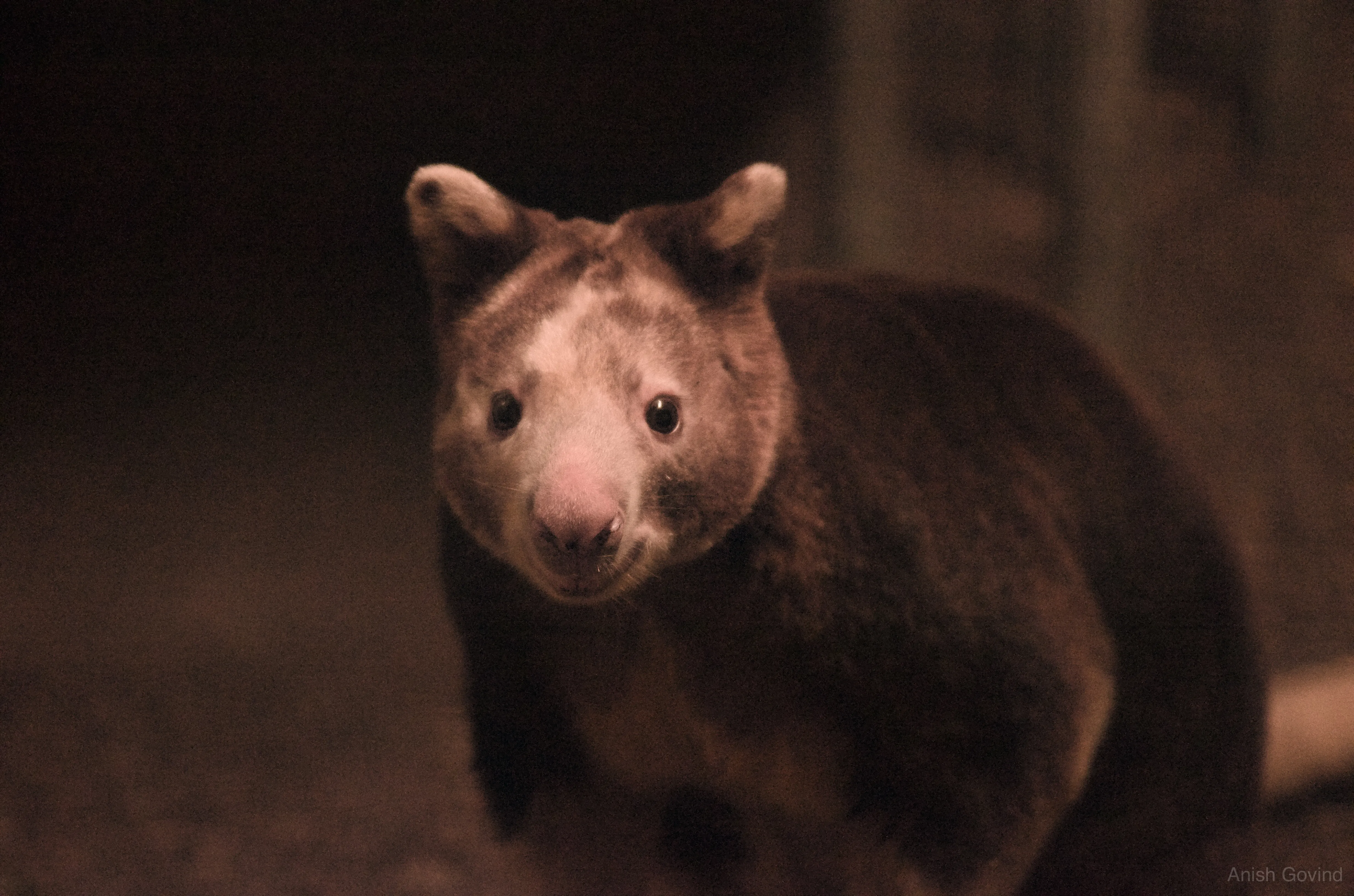 San Diego Safari/DSC_3926.jpg