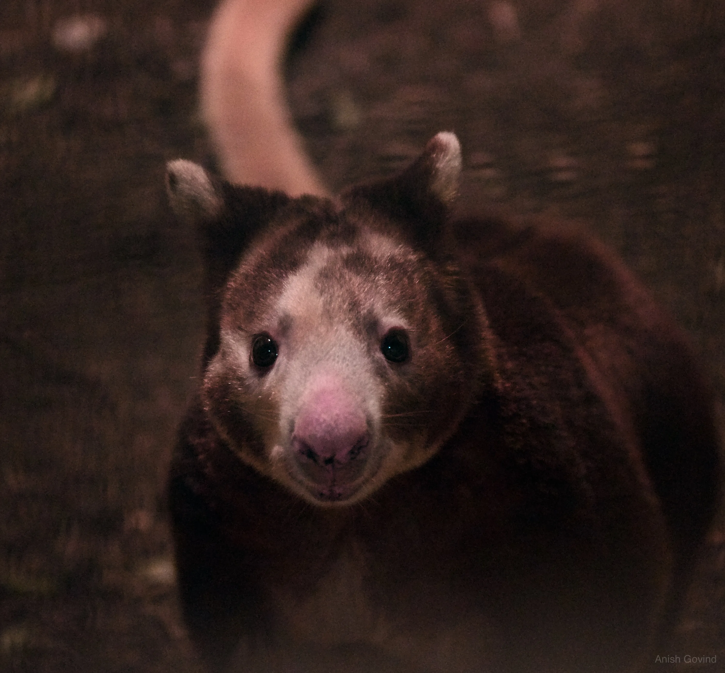 San Diego Safari/DSC_3929.jpg