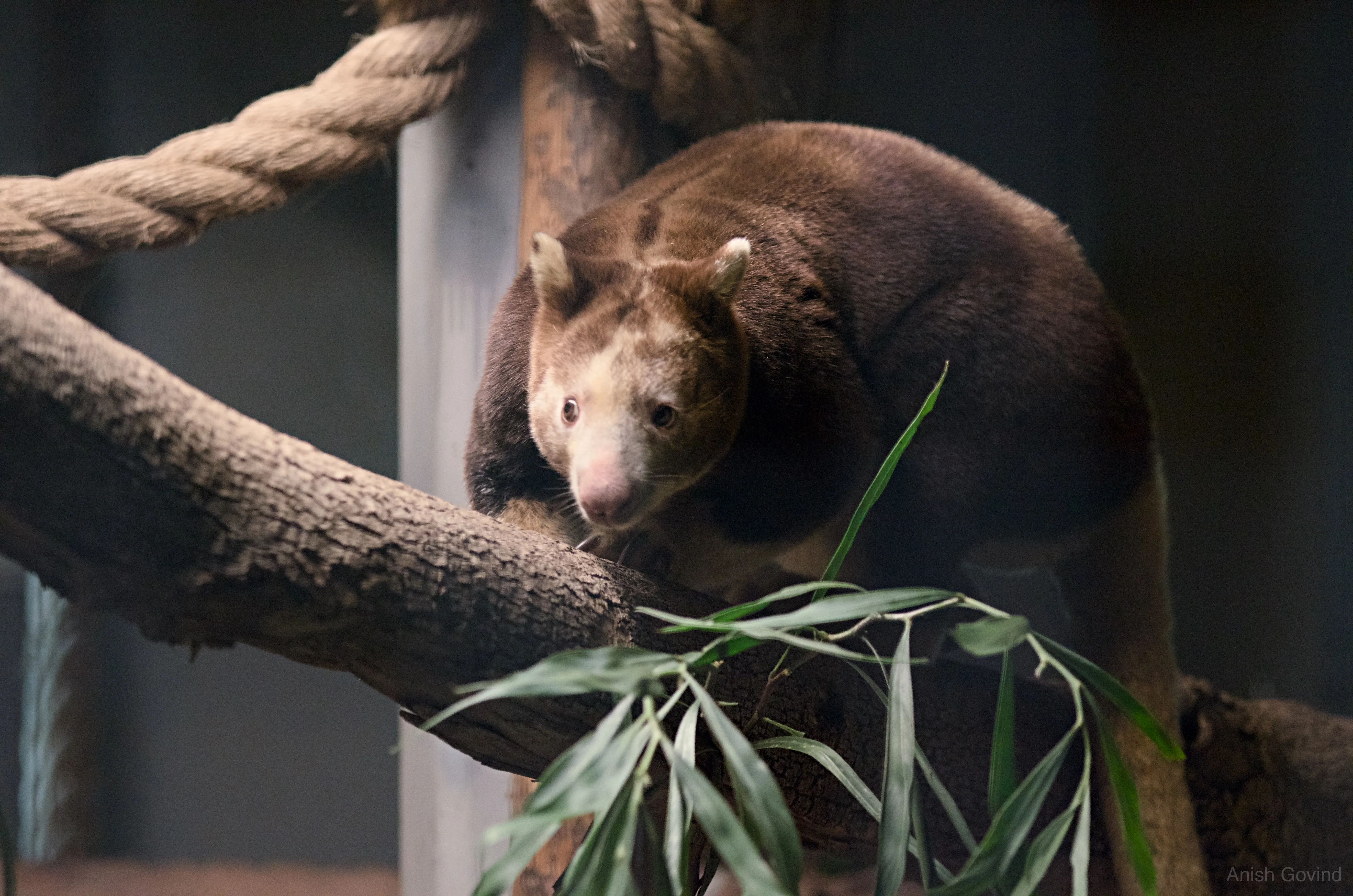 San Diego Safari/DSC_3933.jpg