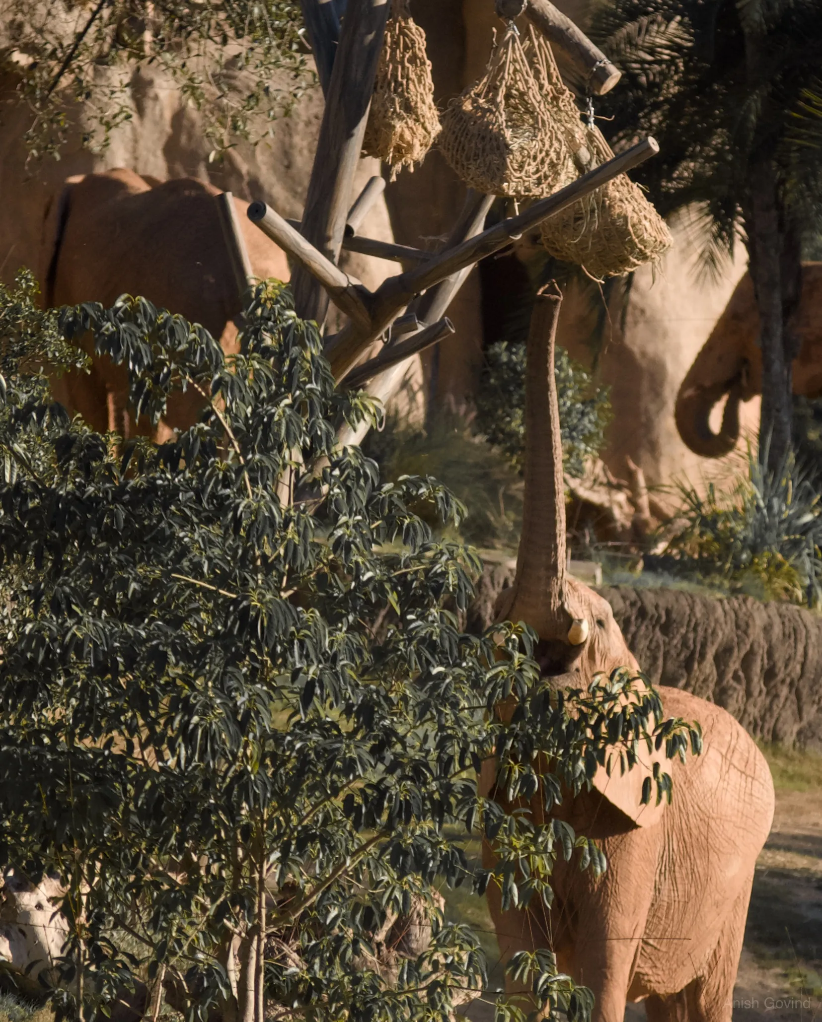 San Diego Safari/DSC_3965.jpg