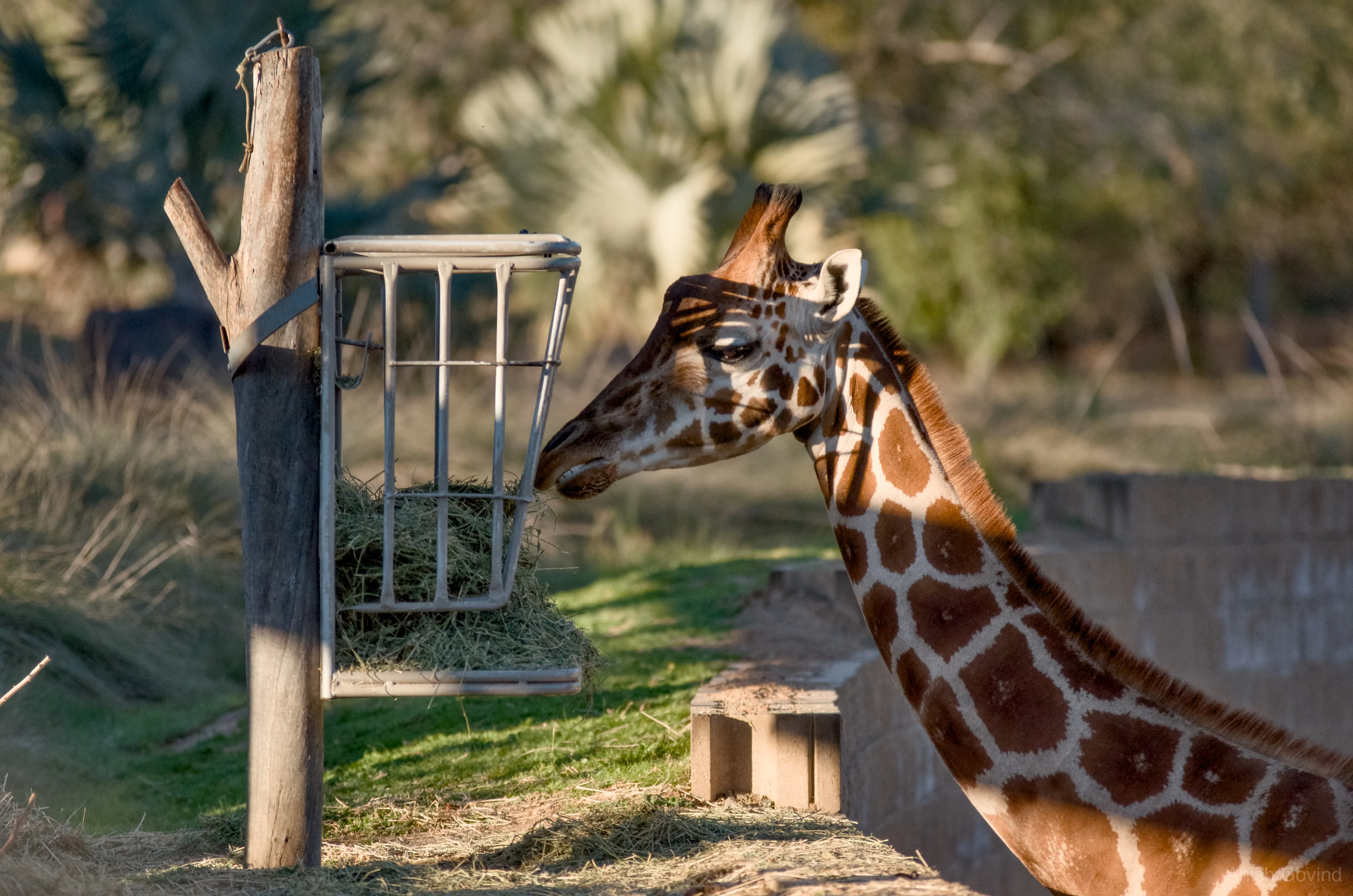 San Diego Safari/DSC_4103.jpg