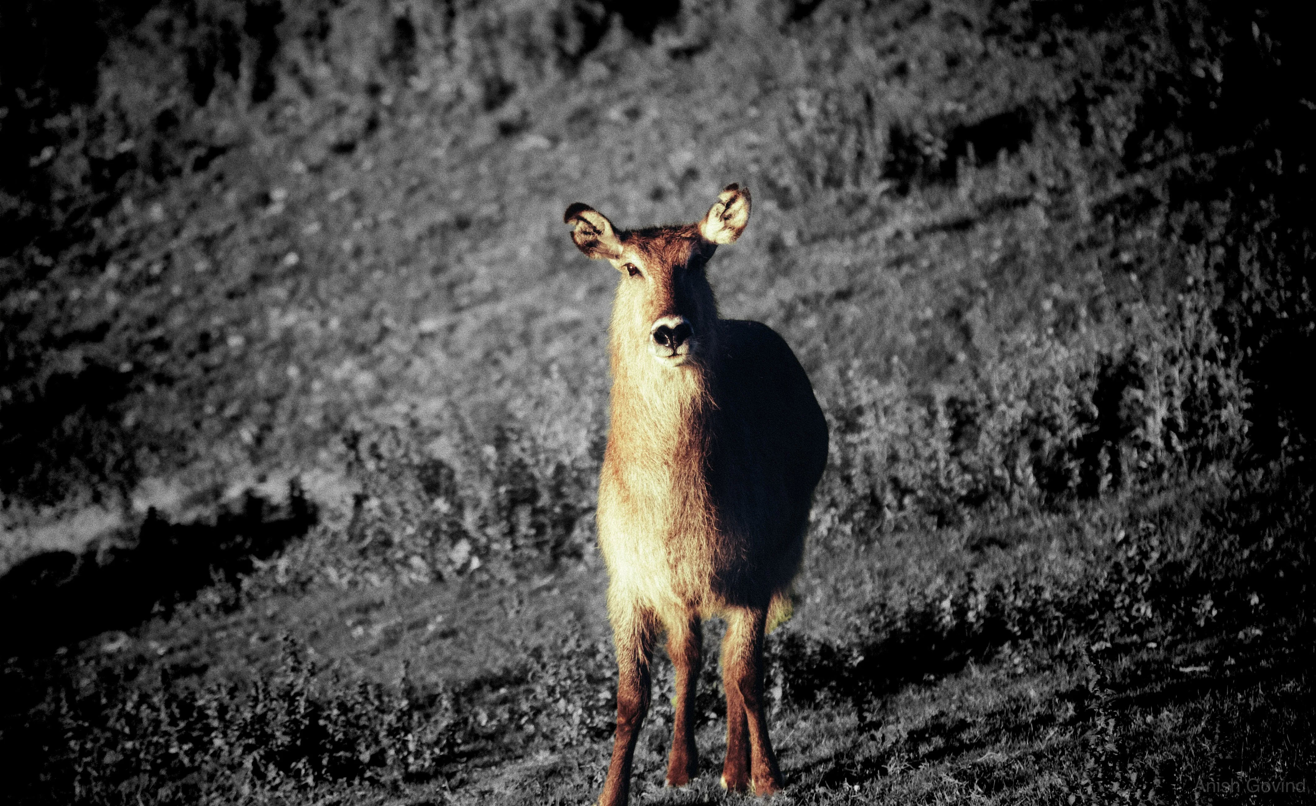 San Diego Safari/DSC_4243.jpg