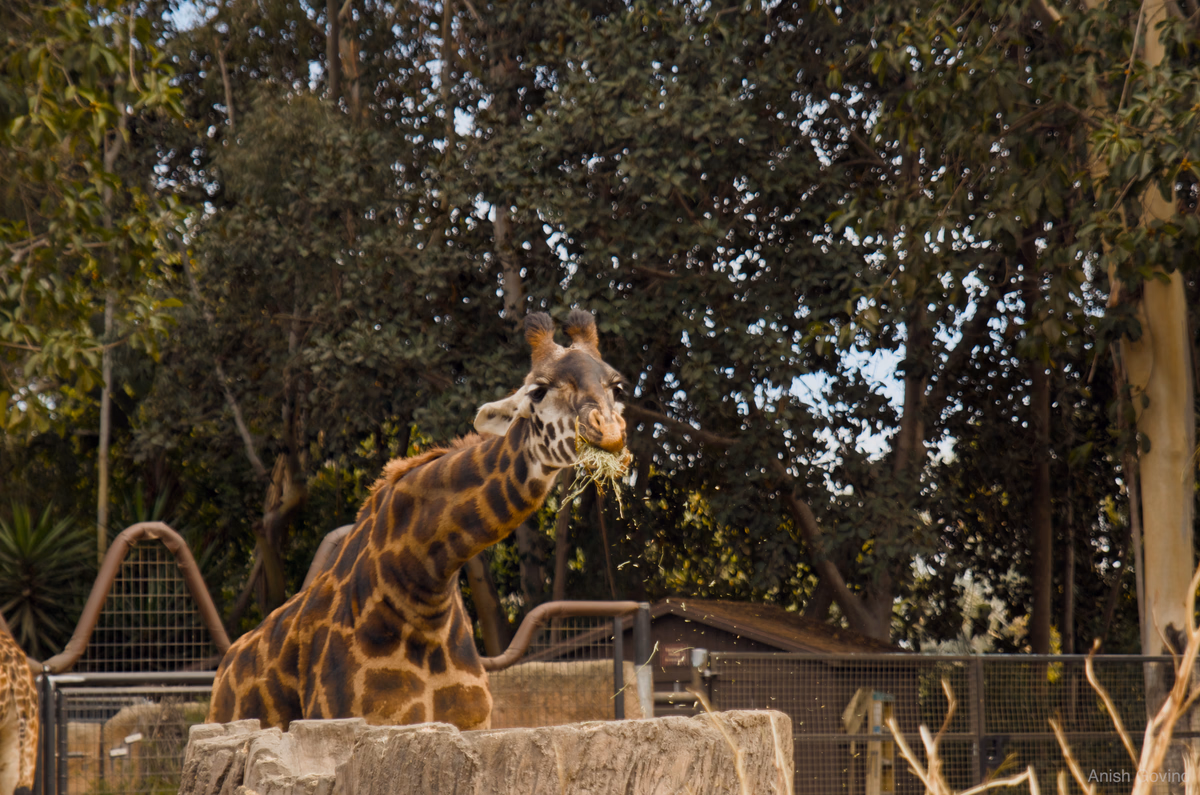 hungry_giraffe