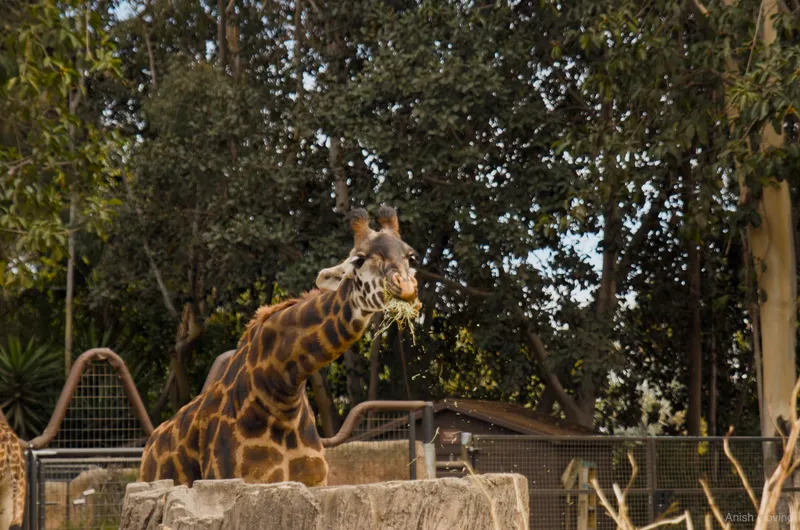hungry_giraffe