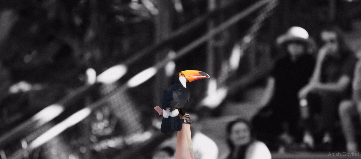 king_toucan