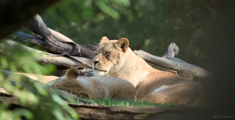 lioness_nap
