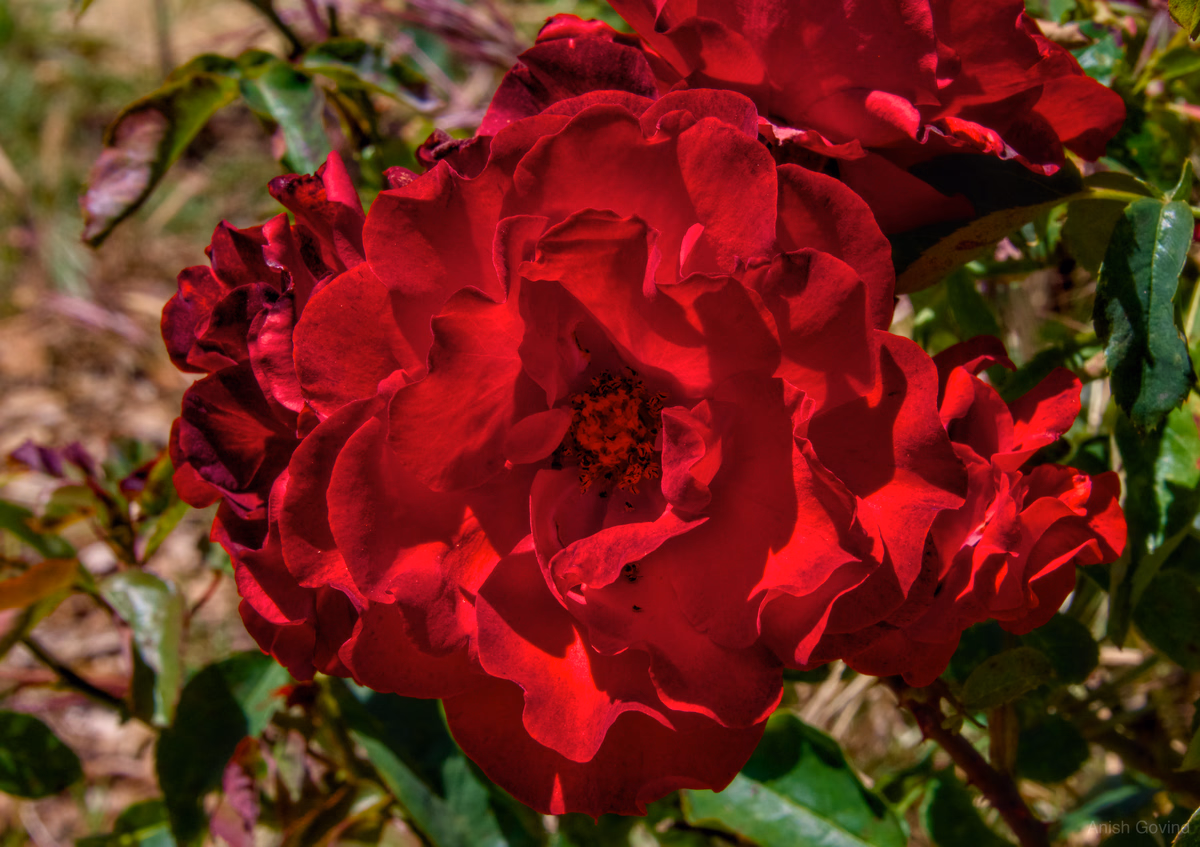 Crimson Blossom