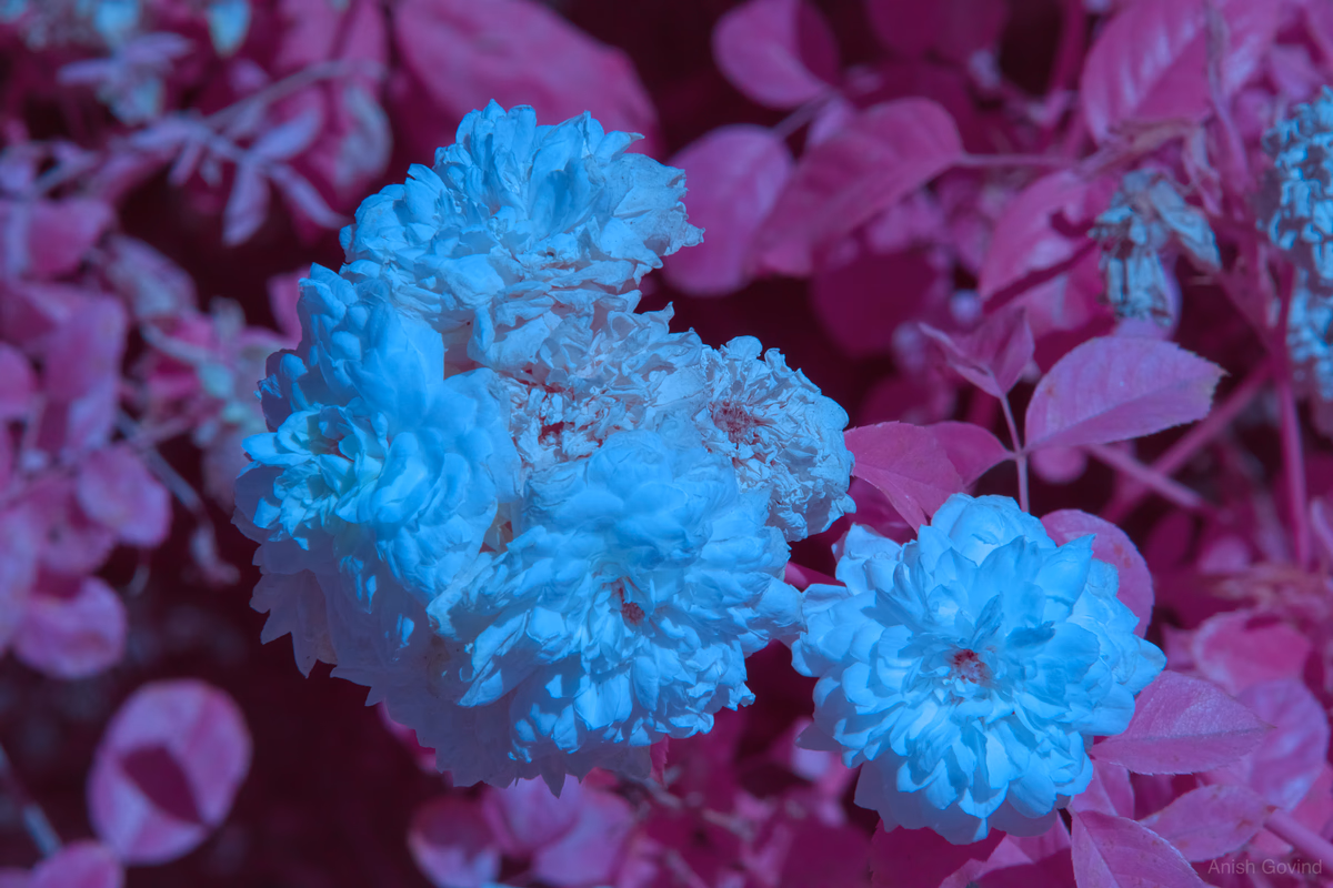 Whispers of Color
