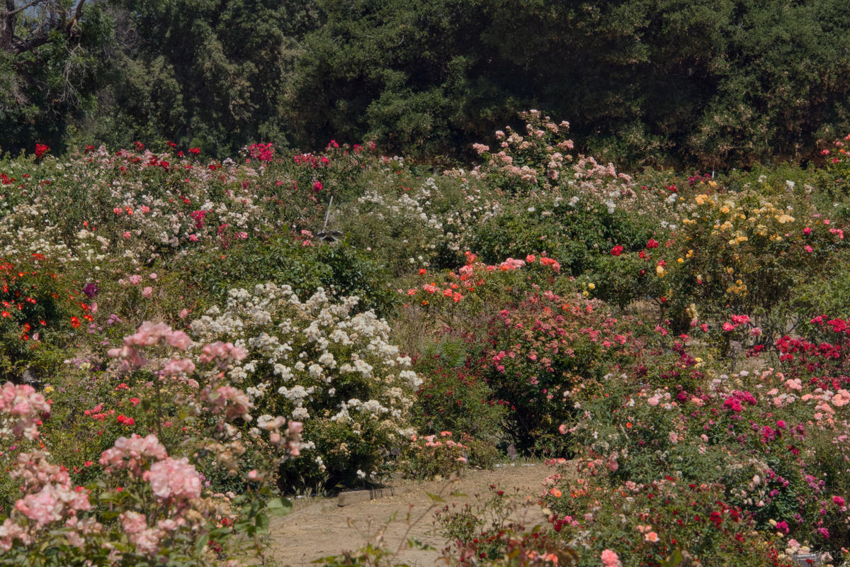 Blooming Serenity