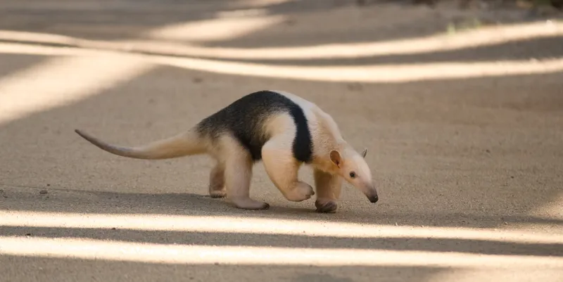 stomping_anteater