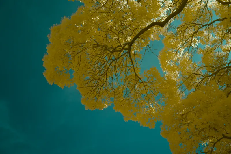 yellow_tree