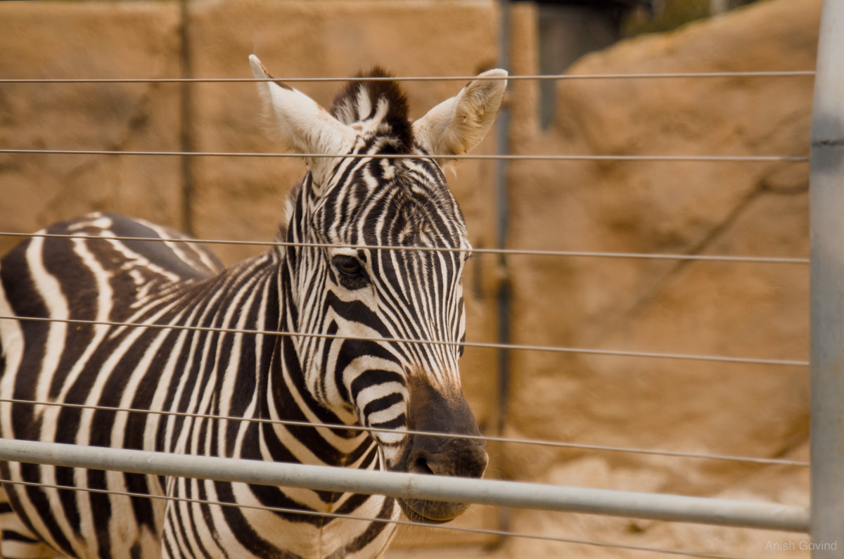 zebra_behind_bars