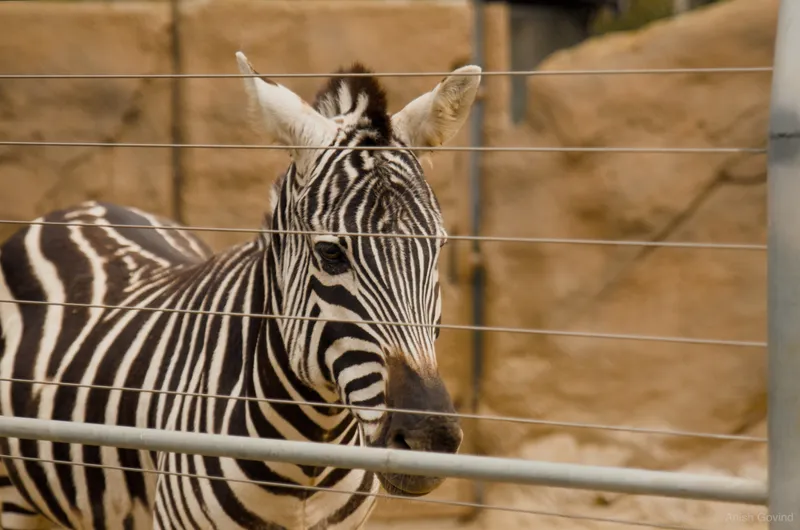 zebra_behind_bars